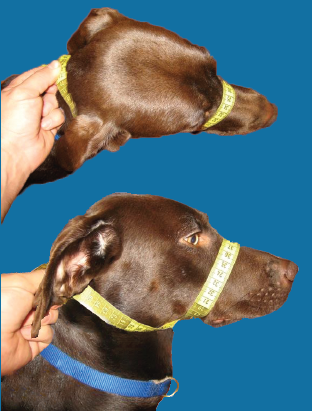 K9 Bridle Fitting Instructions