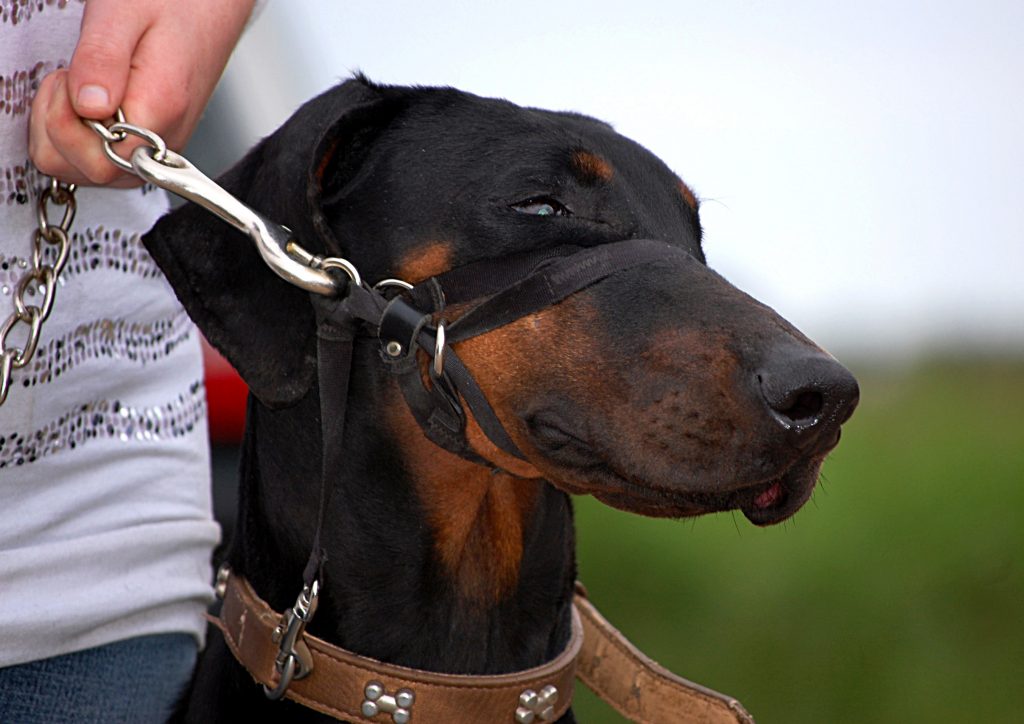 The Best Dog Headcollar For Stopping 