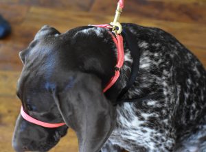 the best dog collar for stopping dogs pulling on the lead