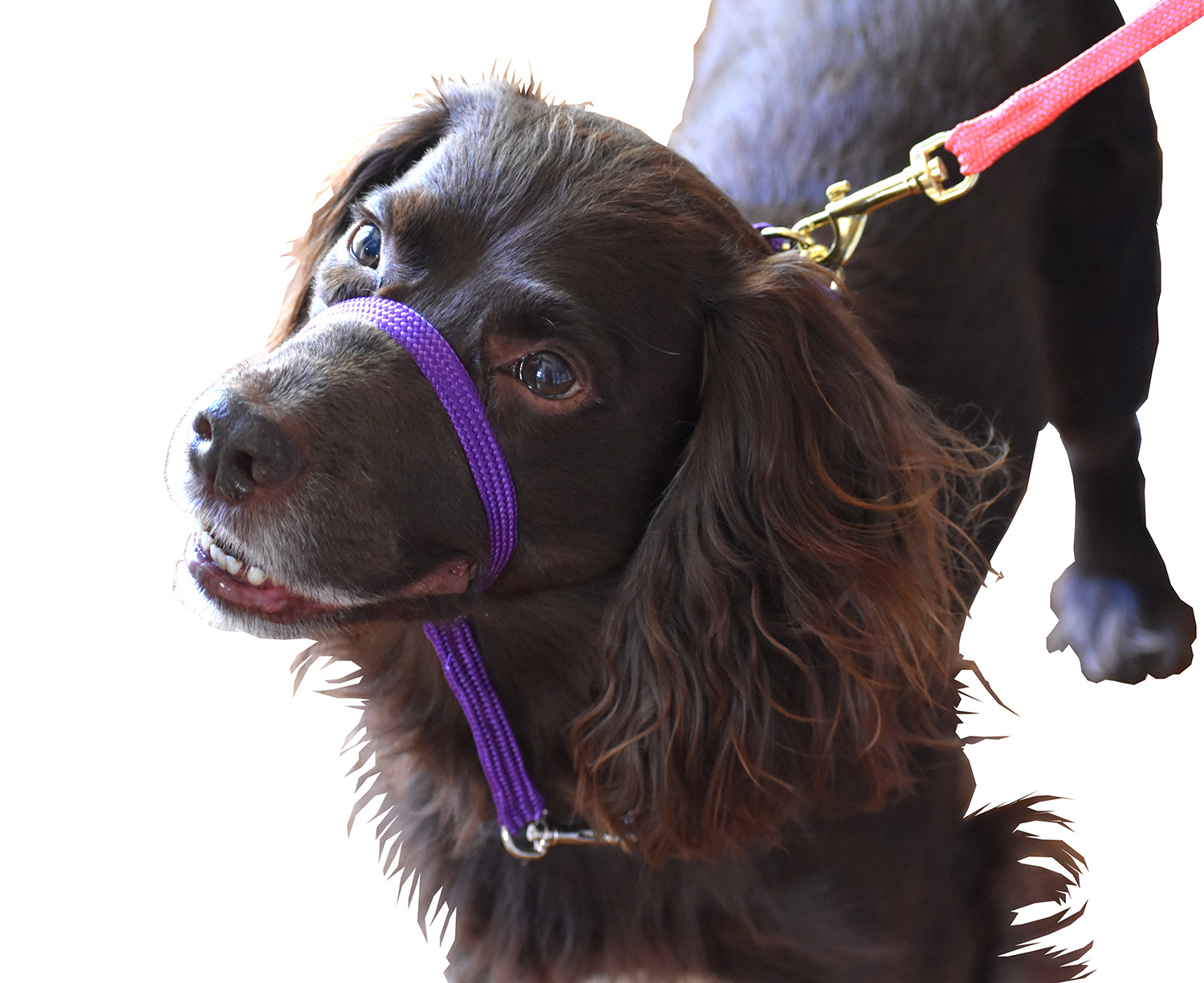 How Do I Train My Spaniel To Walk On A Lead? K9 Bridle